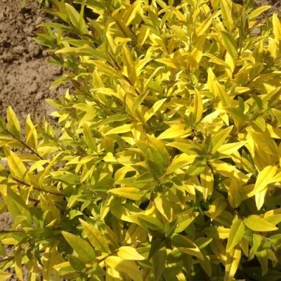 Бирючина АУРЕА обыкновенная — описание сорта Бирючина АУРЕА обыкновенная в Ростове-на-Дону