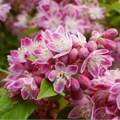 Дейция СТРОБЕРРИ ФИЛДС   Дейция СТРОБЕРРИ ФИЛДС  в Ростове-на-Дону