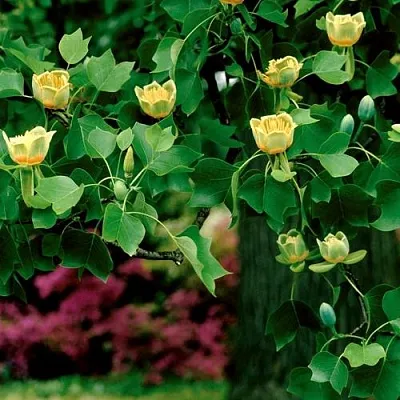 Лириодендрон   Лириодендрон  в Ростове-на-Дону