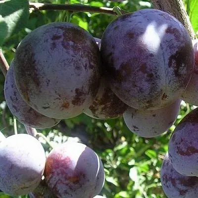 Слива РЕНКЛОД ХАРИТОНОВОЙ  Слива РЕНКЛОД ХАРИТОНОВОЙ в Ростове-на-Дону