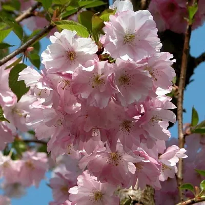 Вишня АККОЛЕЙД цветущая  Вишня АККОЛЕЙД цветущая в Ростове-на-Дону