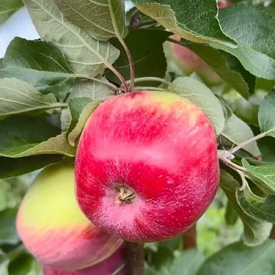 Яблоня АРБАТ колонновидная  Яблоня АРБАТ колонновидная в Ростове-на-Дону