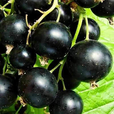 Смородина черная ДАЧНИЦА  Смородина черная ДАЧНИЦА в Ростове-на-Дону