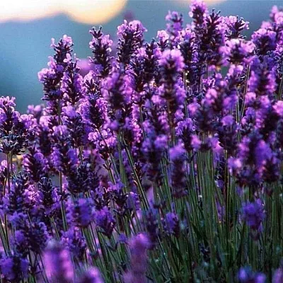 Лаванда  Лаванда в Ростове-на-Дону