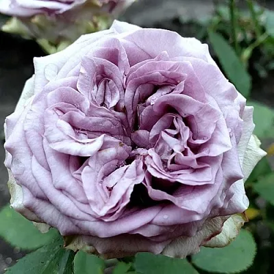 Саженцы роз ДОЛЬЧЕТТО чайно-гибридная  Саженцы роз ДОЛЬЧЕТТО чайно-гибридная в Ростове-на-Дону