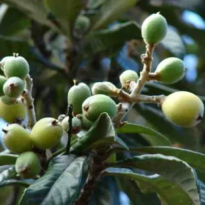 МУШМУЛА  — описание сорта МУШМУЛА  в Ростове-на-Дону