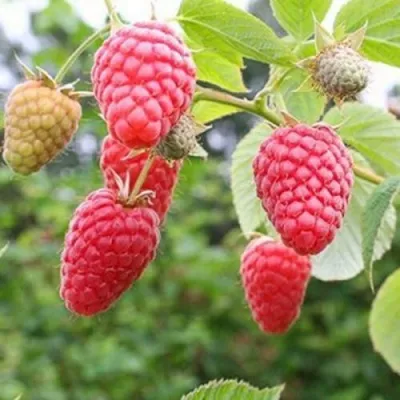 Малина ТАДМОР — описание сорта Малина ТАДМОР в Ростове-на-Дону