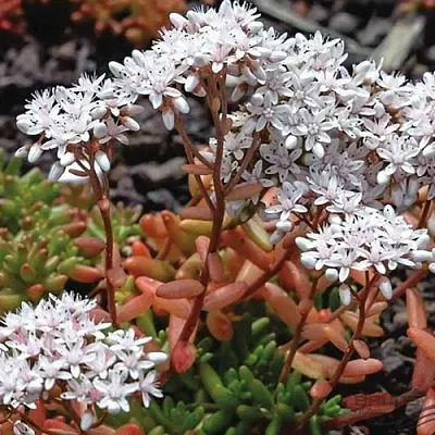 Очиток (седум) КОРАЛ КАРПЕТ белый  Очиток (седум) КОРАЛ КАРПЕТ белый в Ростове-на-Дону