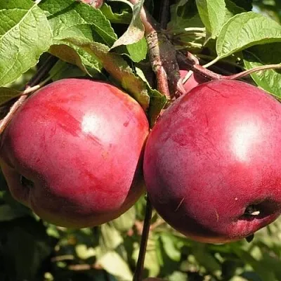 Яблоня ДАРУНАК  Яблоня ДАРУНАК в Ростове-на-Дону