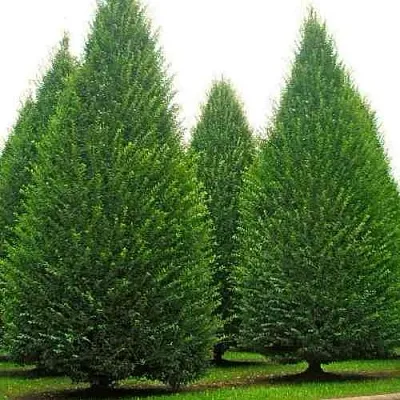 Граб   Граб  в Ростове-на-Дону