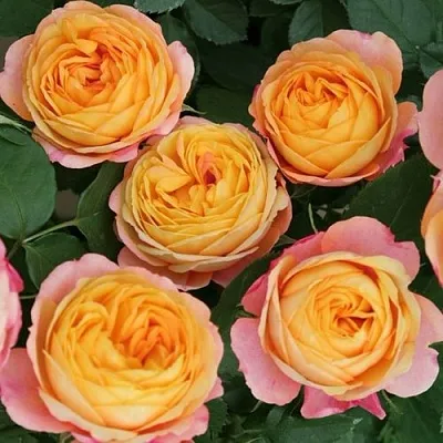 Саженцы роз БЕБИ РОМАНТИКА миниатюрная  Саженцы роз БЕБИ РОМАНТИКА миниатюрная в Ростове-на-Дону