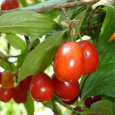 Кизил КОРАЛЛОВЫЙ МАРКА  Кизил КОРАЛЛОВЫЙ МАРКА в Ростове-на-Дону