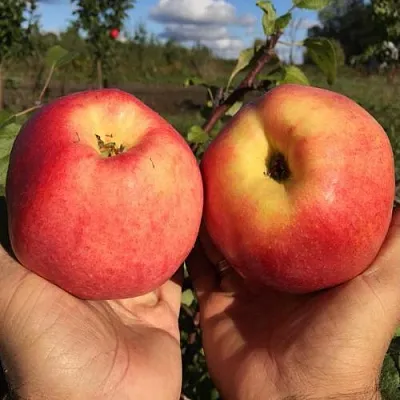Яблоня КОВРОВОЕ стелющаяся  Яблоня КОВРОВОЕ стелющаяся в Ростове-на-Дону