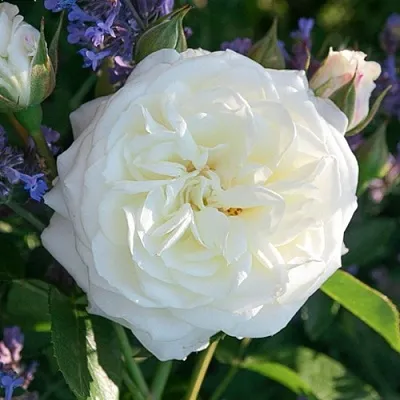 Саженцы роз АЛАБАСТЕР флорибунда  Саженцы роз АЛАБАСТЕР флорибунда в Ростове-на-Дону