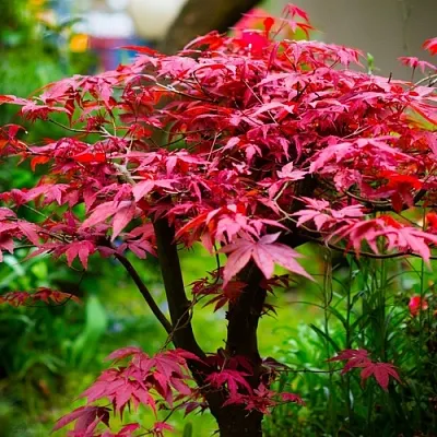 Клен дланевидный АТРОПУРПУРЕУМ  Клен дланевидный АТРОПУРПУРЕУМ в Ростове-на-Дону