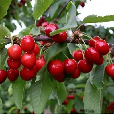 Черешня ДОНЕЦКАЯ КРАСАВИЦА  Черешня ДОНЕЦКАЯ КРАСАВИЦА в Ростове-на-Дону