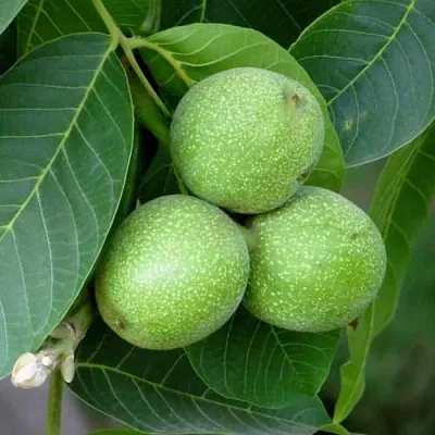 Грецкий орех ЮРИЙ ГАГАРИН  Грецкий орех ЮРИЙ ГАГАРИН в Ростове-на-Дону