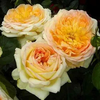 Саженцы роз АЛЬФОНС ДОДЕ чайно-гибридная  Саженцы роз АЛЬФОНС ДОДЕ чайно-гибридная в Ростове-на-Дону