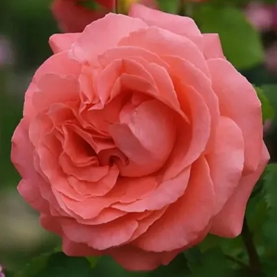 Саженцы роз ДИДИ БРИДЖУОТЕР плетистая  Саженцы роз ДИДИ БРИДЖУОТЕР плетистая в Ростове-на-Дону