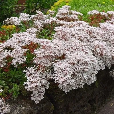 Очиток (седум) МУРАЛЕ белый  Очиток (седум) МУРАЛЕ белый в Ростове-на-Дону