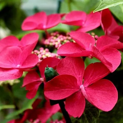 Гортензия РОТШВАНЦ крупнолистная  Гортензия РОТШВАНЦ крупнолистная в Ростове-на-Дону