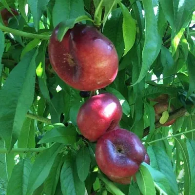 Нектарин ДОНАТ ИНЖИРНЫЙ  Нектарин ДОНАТ ИНЖИРНЫЙ в Ростове-на-Дону