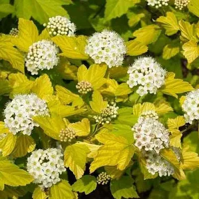 Пузыреплодник ДАРТС ГОЛД  Пузыреплодник ДАРТС ГОЛД в Ростове-на-Дону