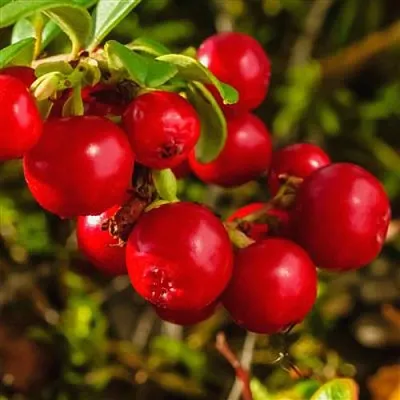 Брусника  Брусника в Ростове-на-Дону