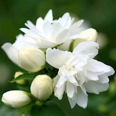 Жасмин ШНЕЕШТРУМ  Жасмин ШНЕЕШТРУМ в Ростове-на-Дону