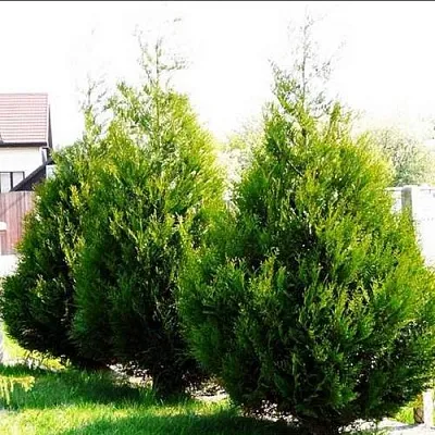 Туя АТРОВИРЕНС складчатая  Туя АТРОВИРЕНС складчатая в Ростове-на-Дону
