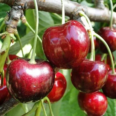 Черешня САШЕНЬКА  Черешня САШЕНЬКА в Ростове-на-Дону