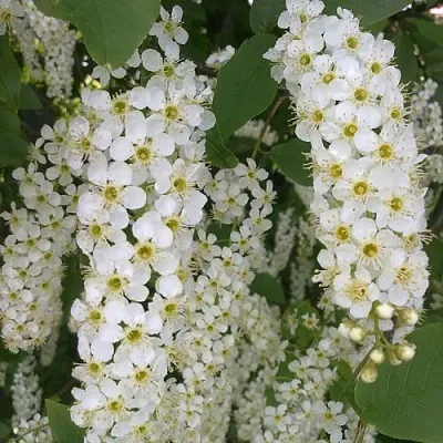 Черемуха САМОПЛОДНАЯ  Черемуха САМОПЛОДНАЯ в Ростове-на-Дону