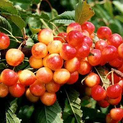 Черешня БЮТТНЕРА КРАСНАЯ  Черешня БЮТТНЕРА КРАСНАЯ в Ростове-на-Дону