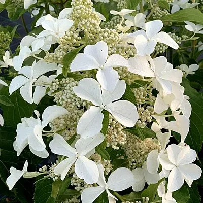 Гортензия ЛЕВАНА метельчатая  Гортензия ЛЕВАНА метельчатая в Ростове-на-Дону