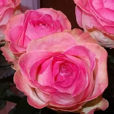 Саженцы роз КЭНДИ АВАЛАНЖ чайно-гибридная  Саженцы роз КЭНДИ АВАЛАНЖ чайно-гибридная в Ростове-на-Дону