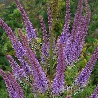 Вероникаструм ФАСЦИНЕЙШН  Вероникаструм ФАСЦИНЕЙШН в Ростове-на-Дону