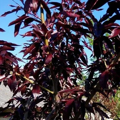 Персик БУРГУНДИ краснолистный  Персик БУРГУНДИ краснолистный в Ростове-на-Дону