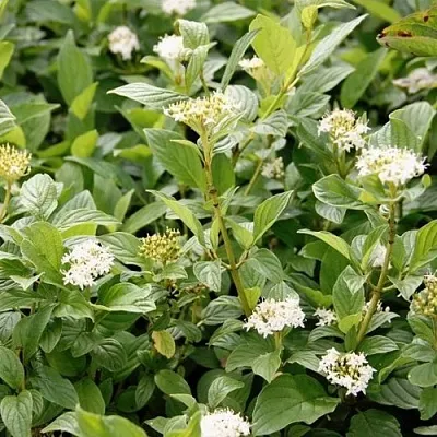 Дерен ФЛАВИРАМЕА отпрысковый   Дерен ФЛАВИРАМЕА отпрысковый  в Ростове-на-Дону