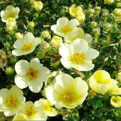 Лапчатка КЛОНДАЙК кустарниковая  Лапчатка КЛОНДАЙК кустарниковая в Ростове-на-Дону