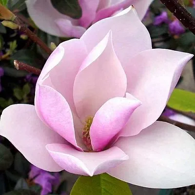 Магнолия АЛЕКСАНДРИНА   Магнолия АЛЕКСАНДРИНА  в Ростове-на-Дону