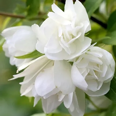 Жасмин МАНТО Д’ЭРМИН  Жасмин МАНТО Д’ЭРМИН в Ростове-на-Дону