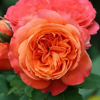 Саженцы роз ЭМИЛЬЕН ГИЙО шраб  Саженцы роз ЭМИЛЬЕН ГИЙО шраб в Ростове-на-Дону