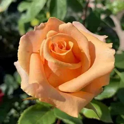 Саженцы роз ВЕРСИЛИЯ чайно-гибридная  Саженцы роз ВЕРСИЛИЯ чайно-гибридная в Ростове-на-Дону