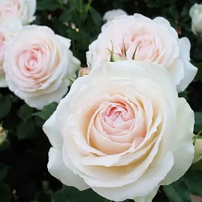 Саженцы роз ПАЛЕ РОЯЛЬ плетистая  Саженцы роз ПАЛЕ РОЯЛЬ плетистая в Ростове-на-Дону