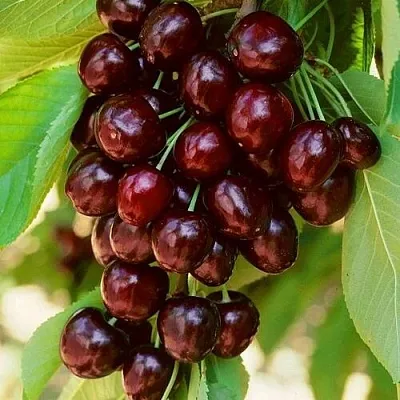 Дюк НОЧКА Дюк НОЧКА