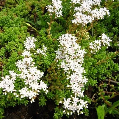 Очиток (седум) ХЛОРОТИКУМ белый  Очиток (седум) ХЛОРОТИКУМ белый в Ростове-на-Дону