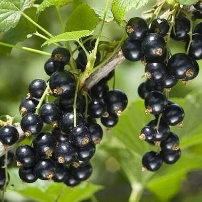 Смородина чёрная ВОЛШЕБНИЦА  Смородина чёрная ВОЛШЕБНИЦА в Ростове-на-Дону