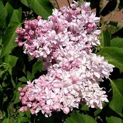 Сирень МИЛОСЕРДИЕ  Сирень МИЛОСЕРДИЕ в Ростове-на-Дону