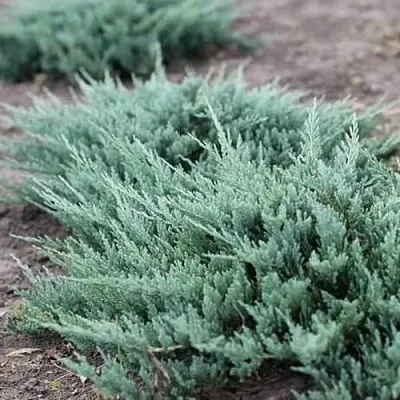 Можжевельник БЛЮ ЧИП горизонтальный  Можжевельник БЛЮ ЧИП горизонтальный в Ростове-на-Дону