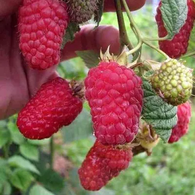 Малина МАРОСЕЙКА в Ростове-на-Дону